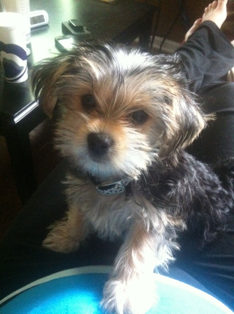 Йоркширский терьер ши тцу