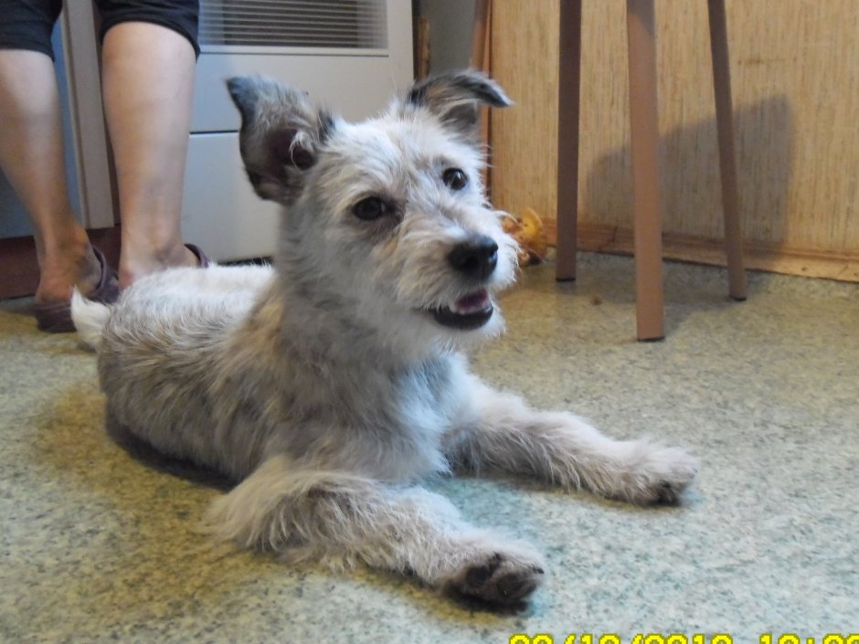 Йоркширский терьер щенок помесь 1 месяц