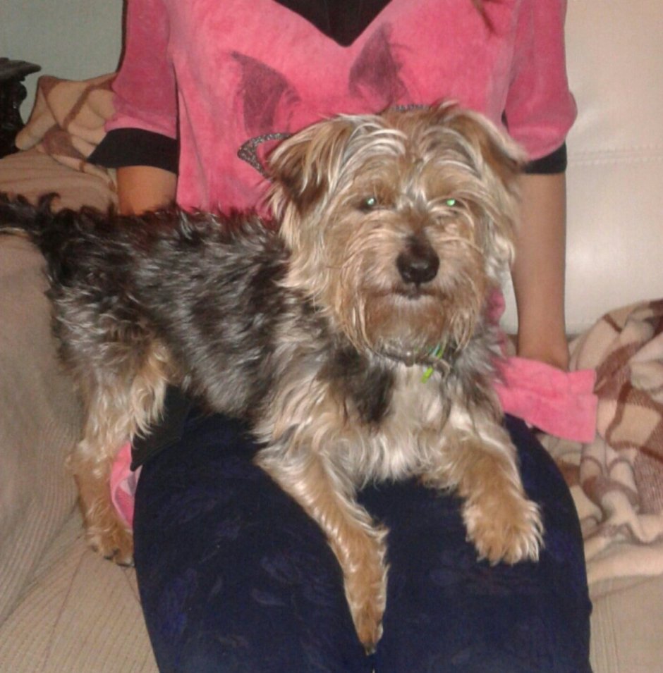 Метис Йорк 2 месяца