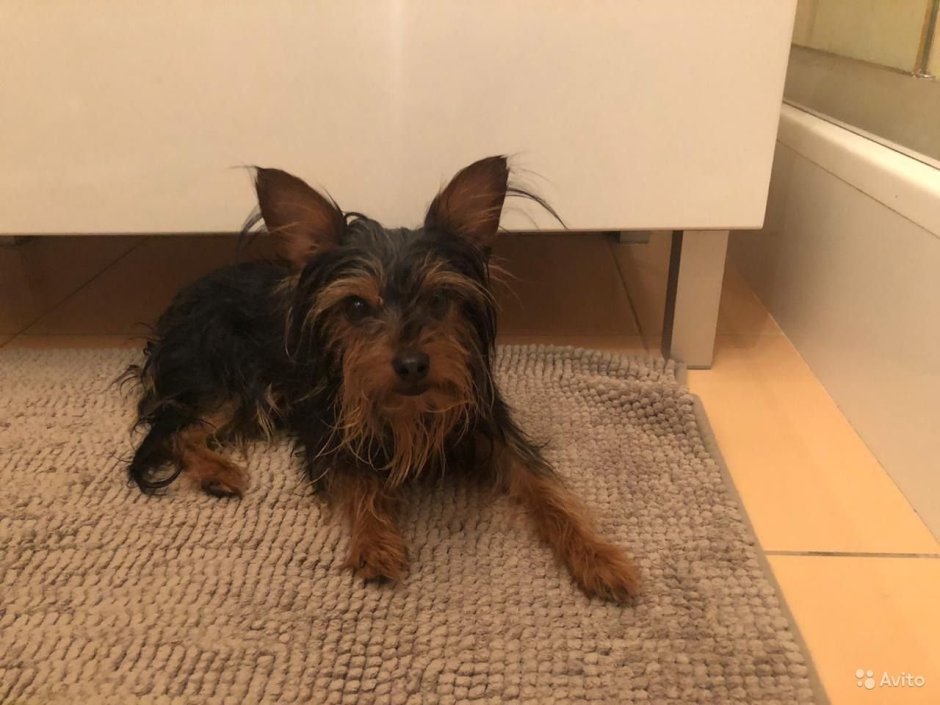 Смесь ши тцу и Йорка