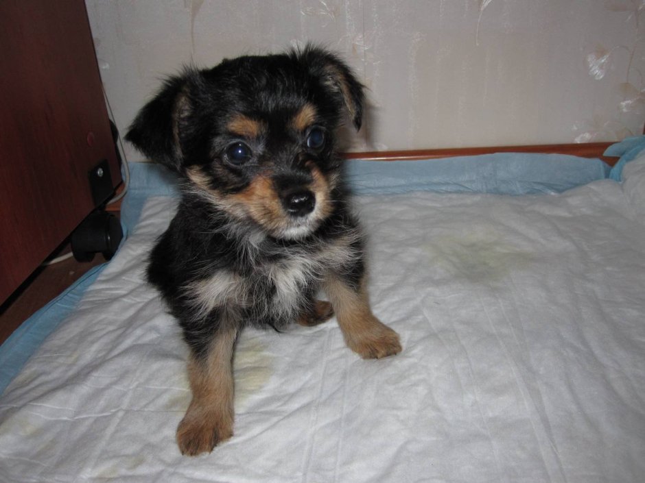 Пропал метис Йорка