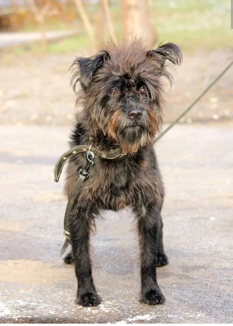 Бишон Йоркширский терьер