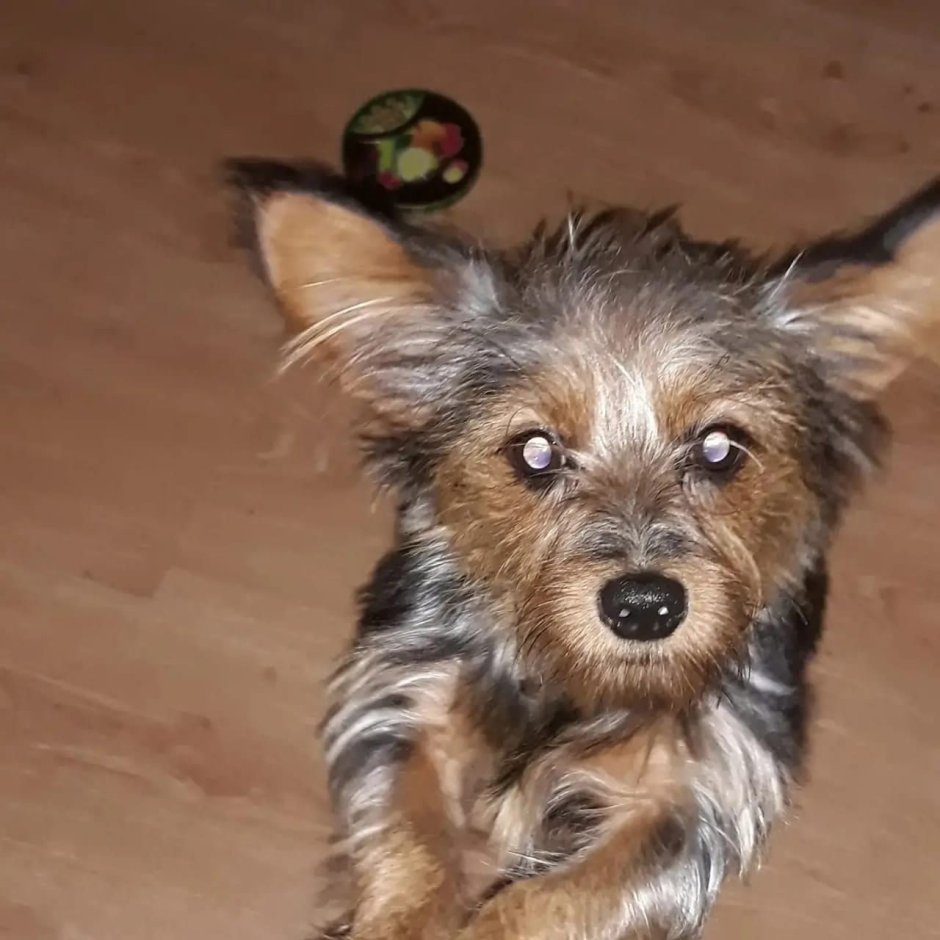 Помесь шпица и Йорка