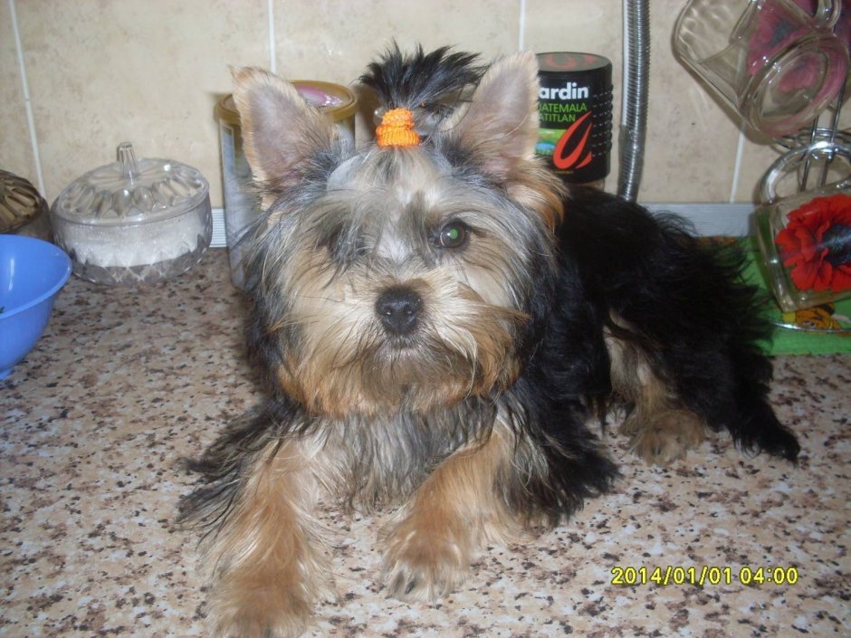 Помесь Йорка и мальтийской Болонки