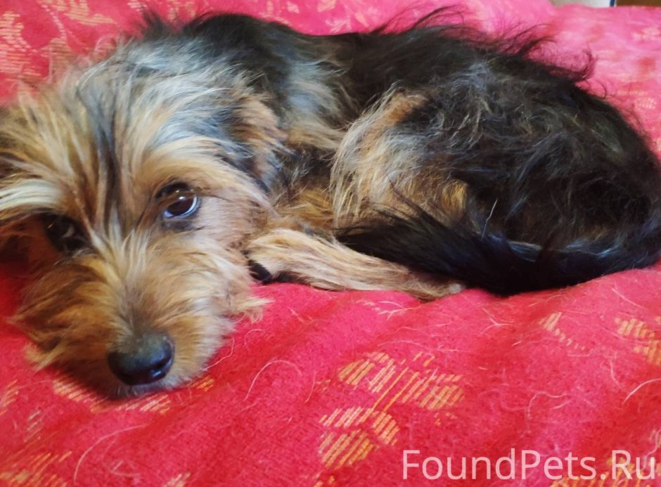 Метис тоя и Йорка