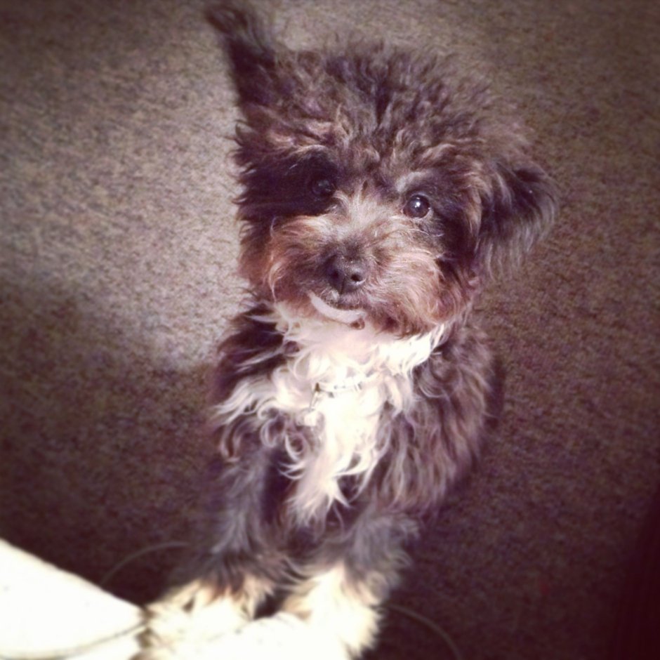 Московский дракон собака щенки