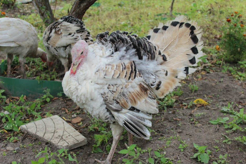 Индюки Северокавказские бронзовые