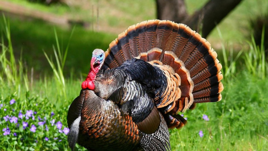 Wild Turkey индюк