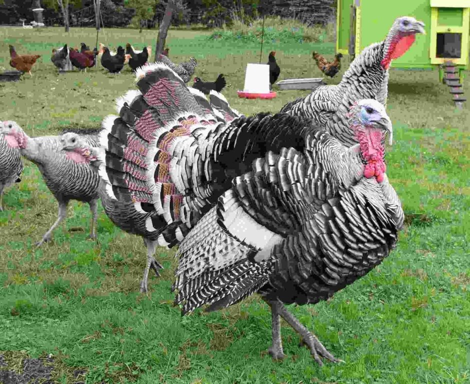 Narragansett Turkey