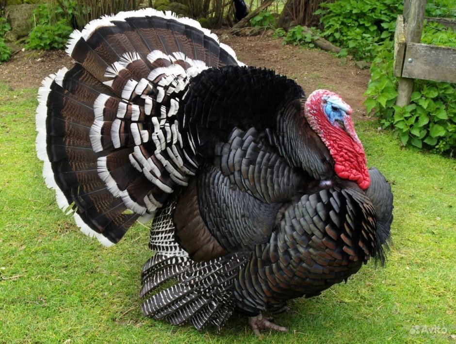 Meleagris gallopavo