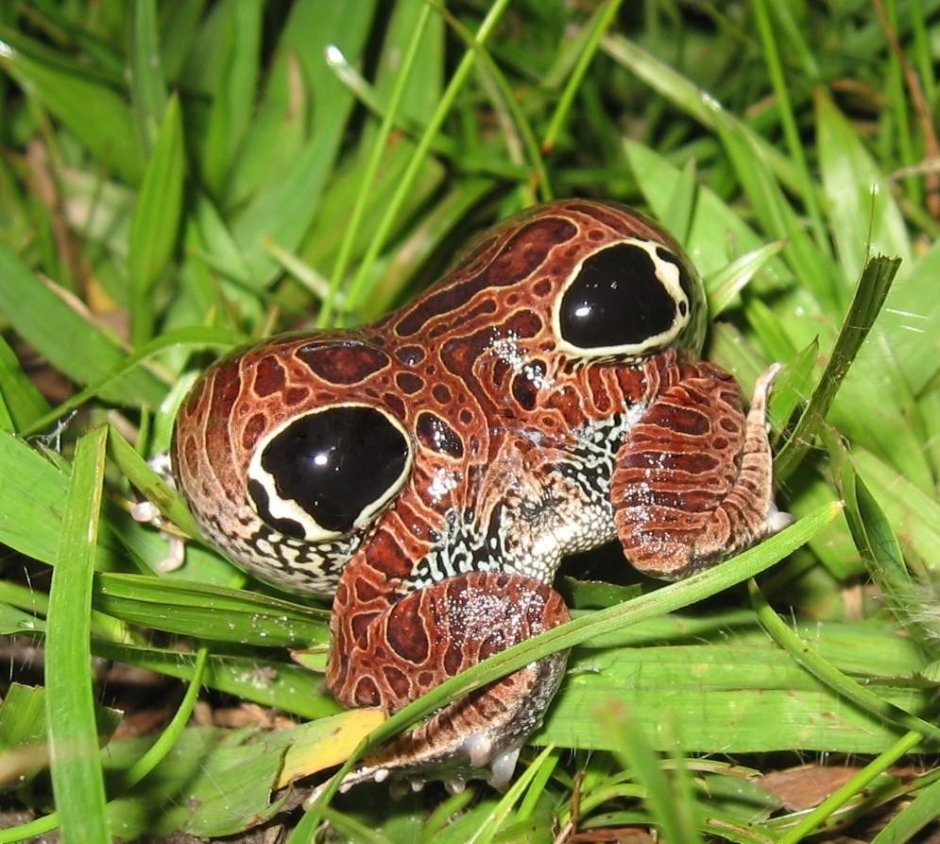Physalaemus nattereri