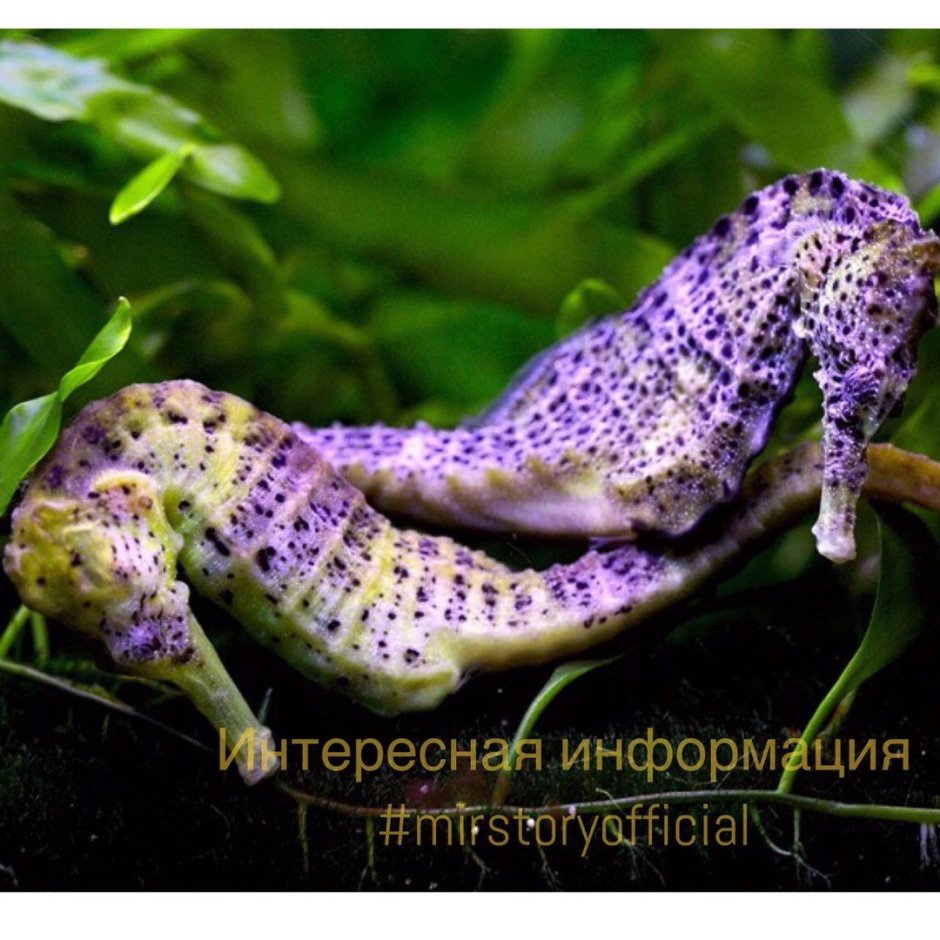 Красноглазая квакша