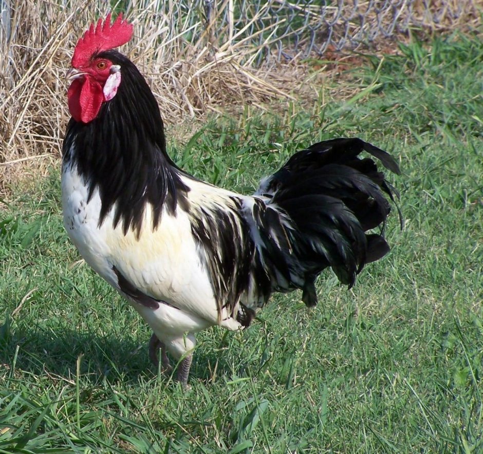 Австралорп, Брама, кохинхин, Маран