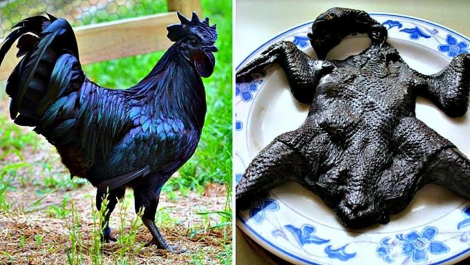 Цыплята породы Ухейилюй