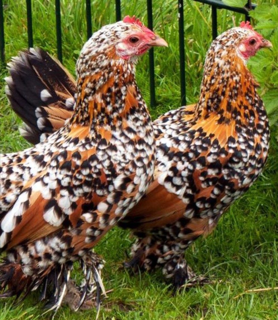 Лакеданзи и Ухейилюй