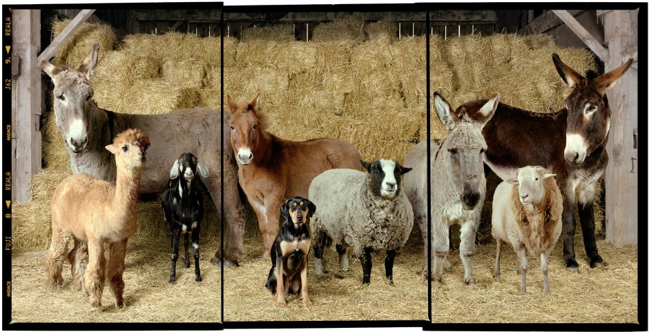 Роб Макиннис фотограф