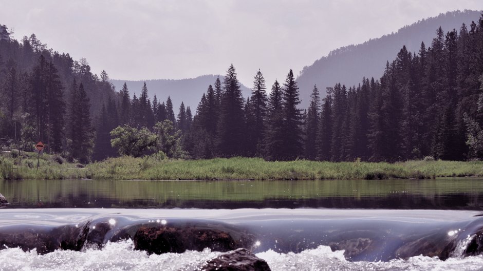 Утки в камышах