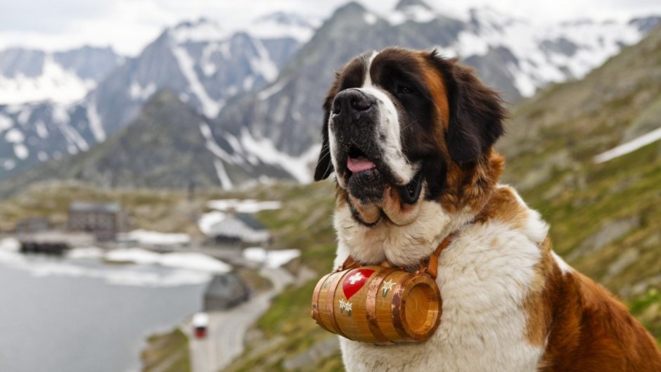 Сенбернар (Saint Bernard)