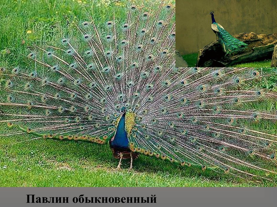 Сообщение о павлинах