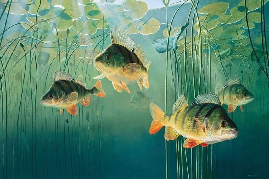 David Miller рыбы