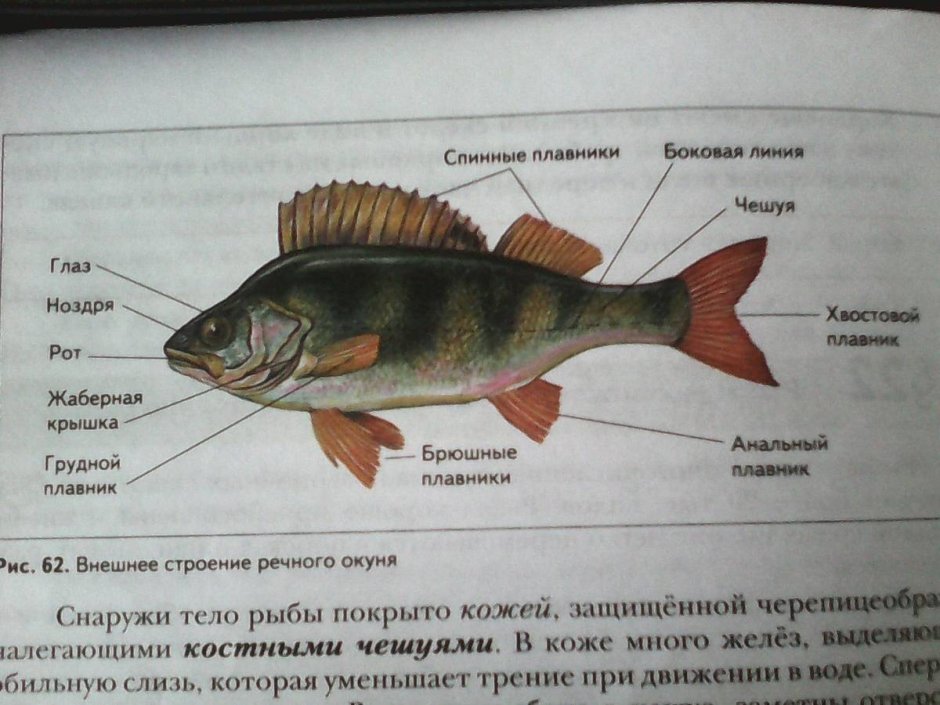 Реджик окунь