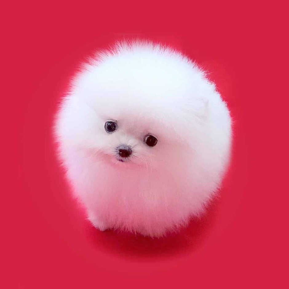 Померанский шпиц белый корейский