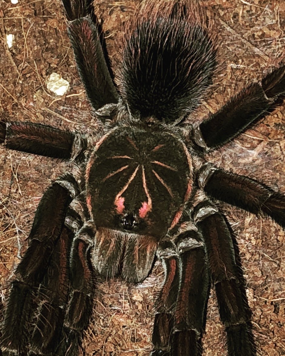 Pamphobeteus platyomma самка