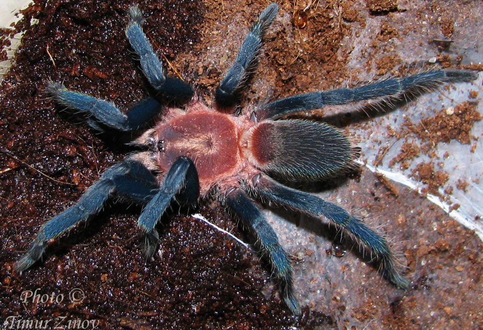 Holothele longipes