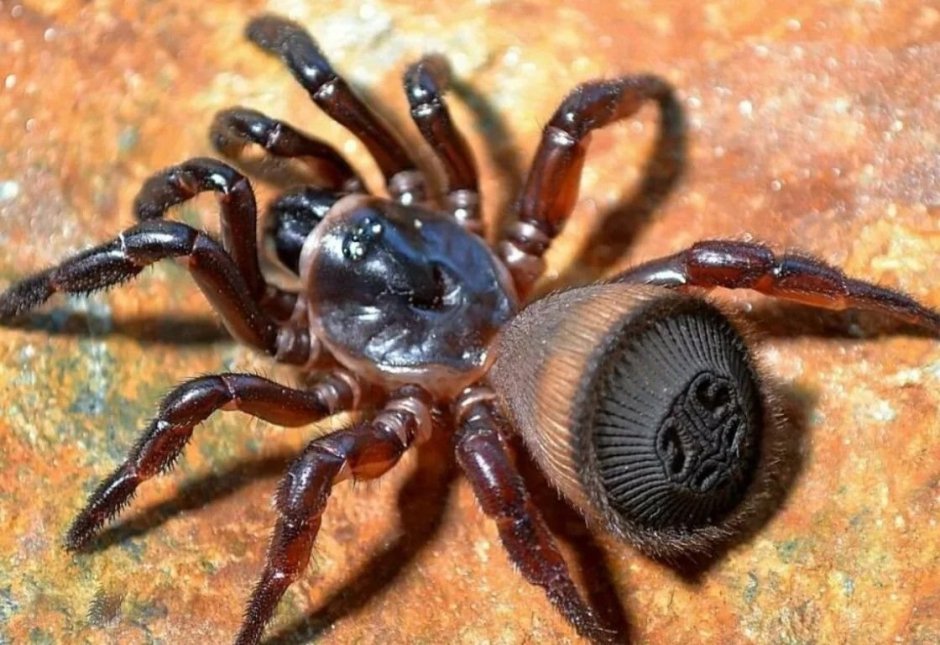 Cyclocosmia truncata паук Циклокосмия