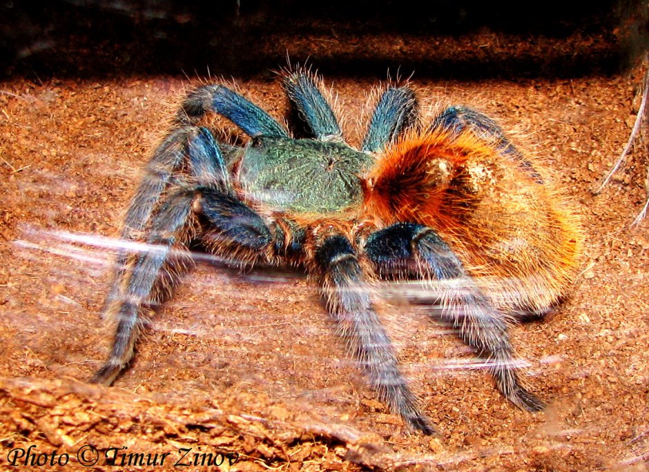Паук Chromatopelma cyaneopubescens