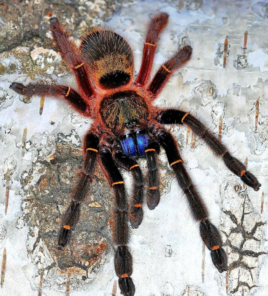 Ephebopus cyanognathus
