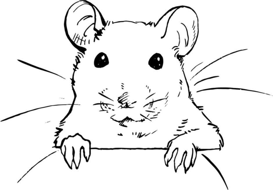 Крыса раскраска
