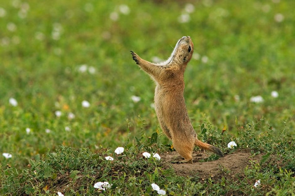 Лесной сурок (Marmota monax)