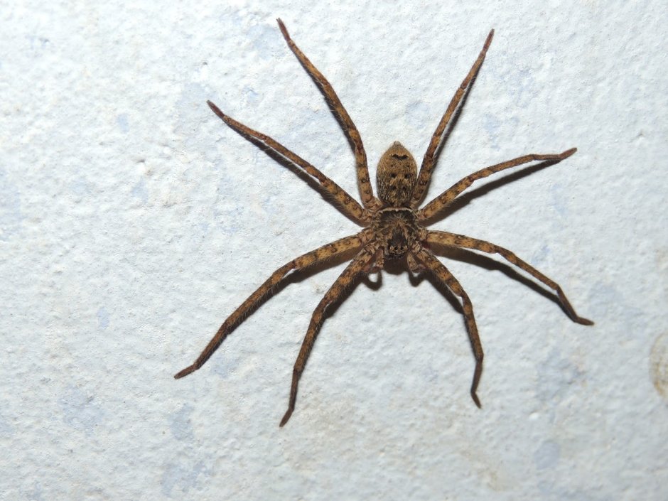 Гигантский паук-охотник (heteropoda maxima)
