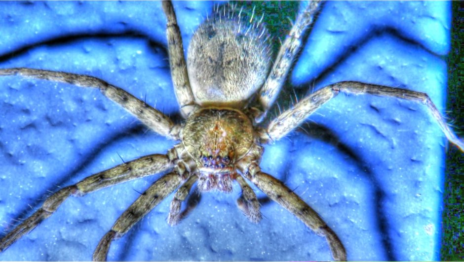 Гигантский крабовый паук heteropoda