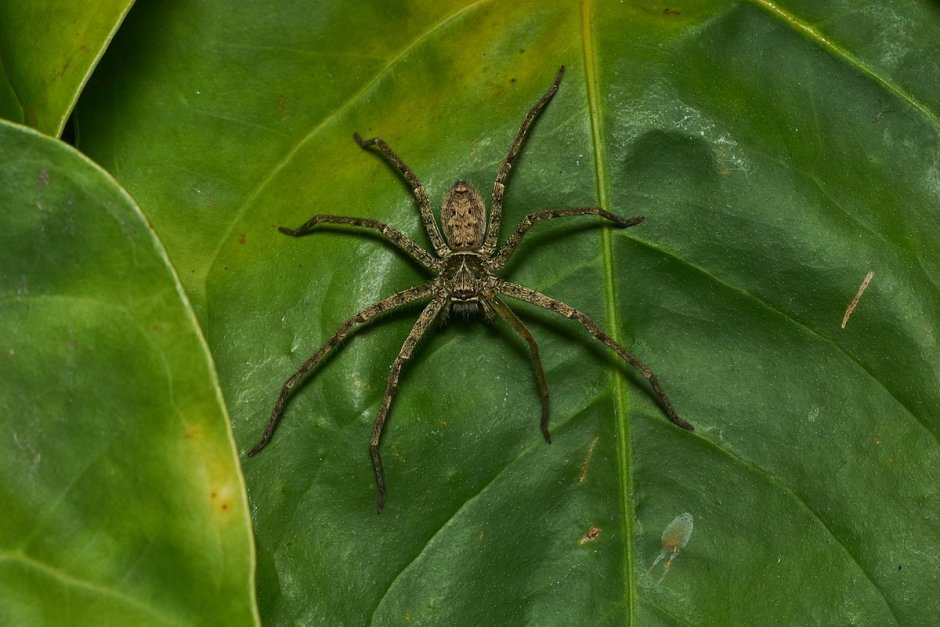 Heteropoda venatoria гетеропода венатория