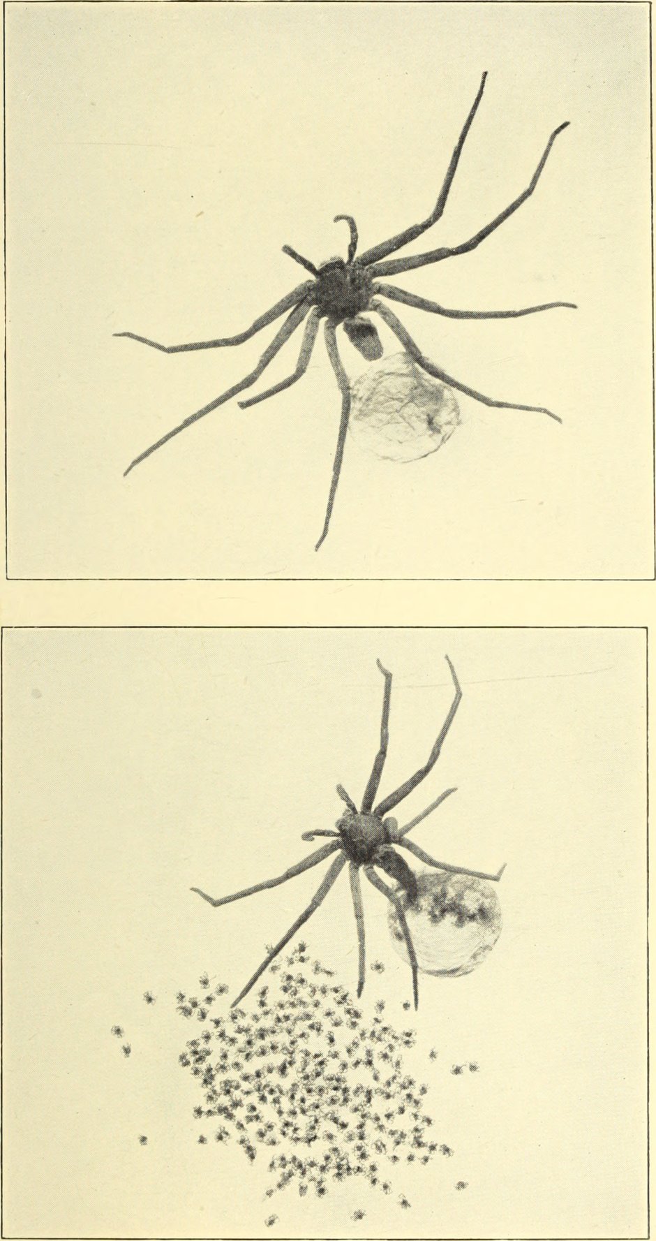 Heteropoda venatoria гетеропода венатория