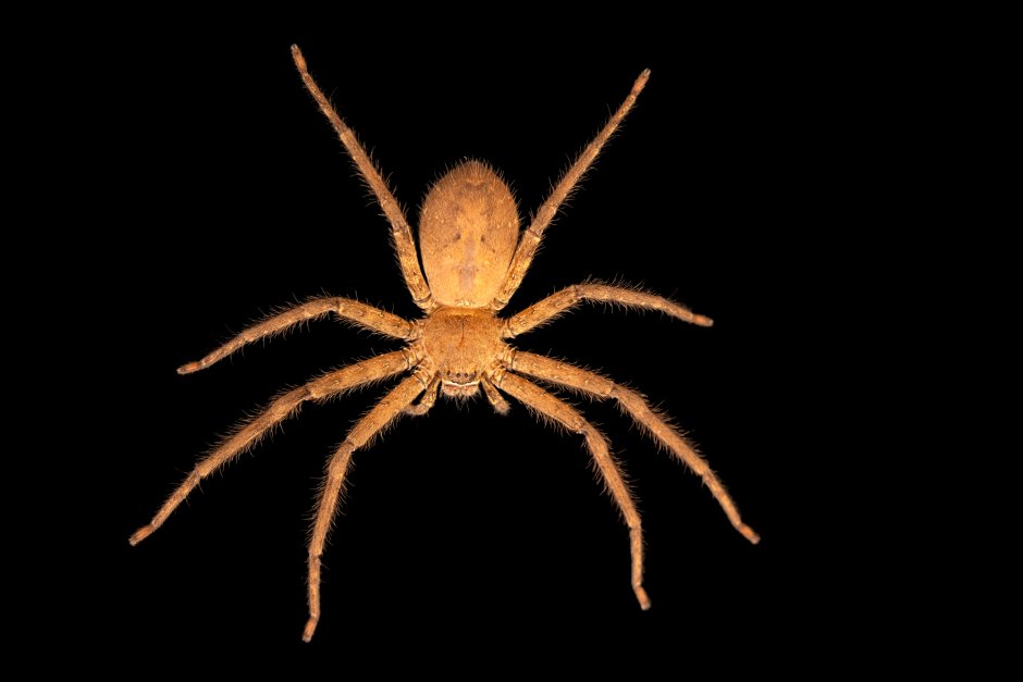 Heteropoda venatoria гетеропода венатория