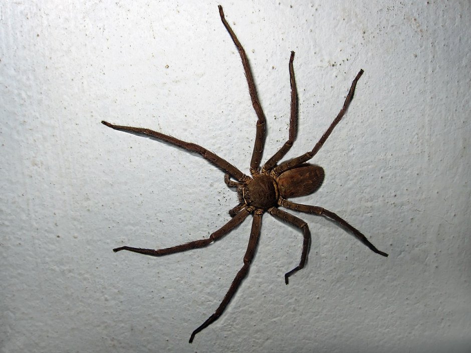 Гигантский крабовый паук heteropoda