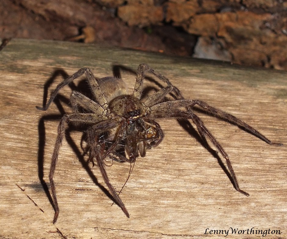 Паук Huntsman Spider