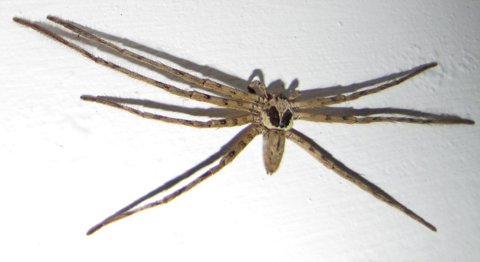 Japanese Spider meaning