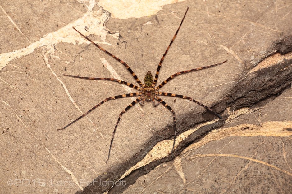 Heteropoda venatoria паук