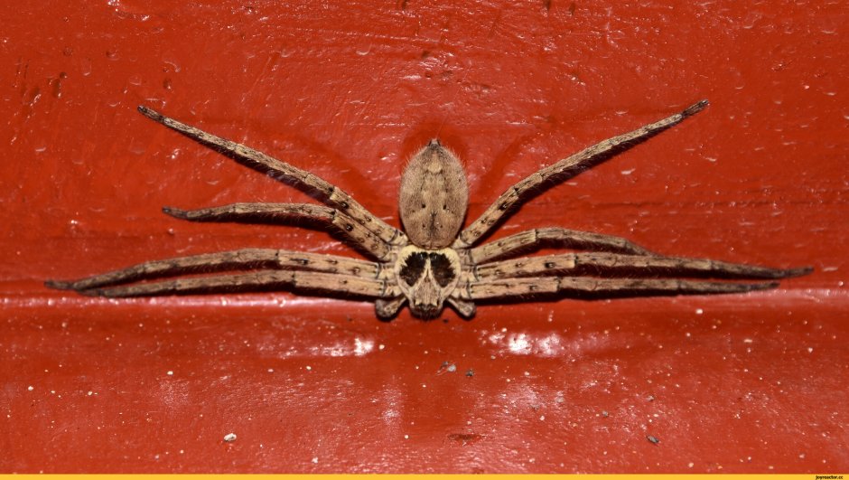 Гигантский паук-охотник (heteropoda maxima)