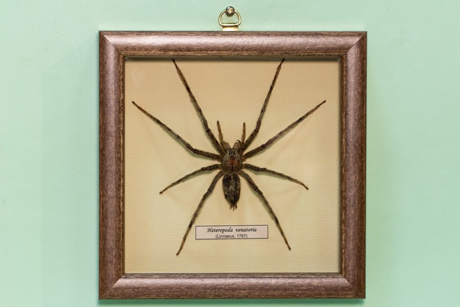 Гигантский крабовый паук heteropoda