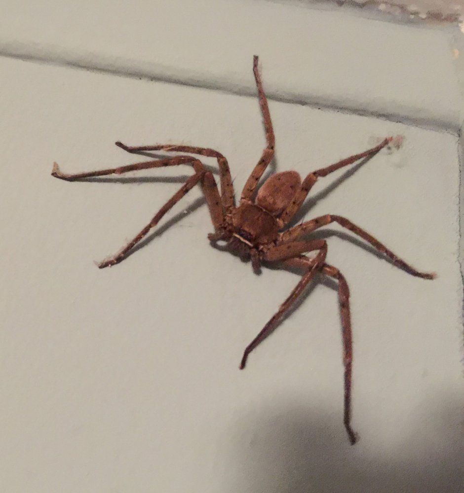 Pantropical Huntsman Spider