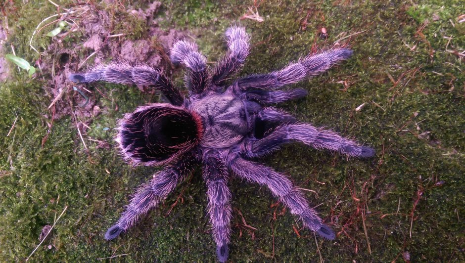 Heteropoda boiei