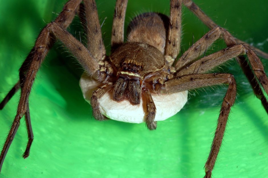 Heteropoda venatoria паук