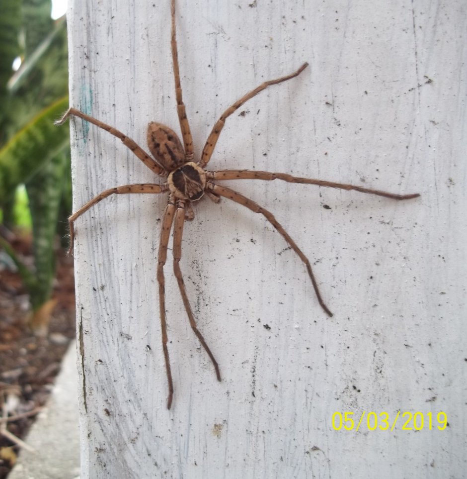 Giant Huntsman Spider