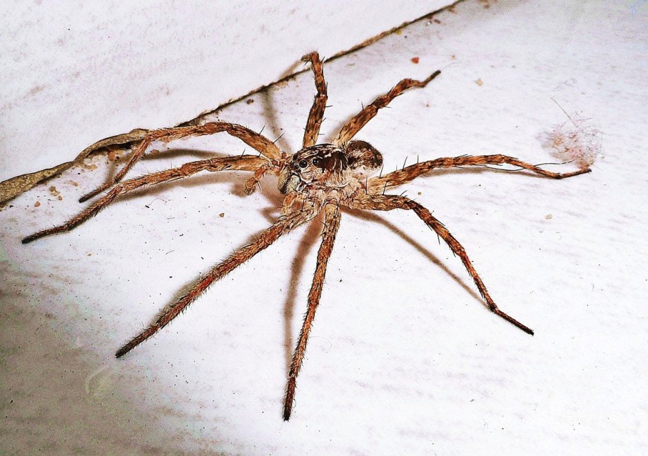 Паук Pamphobeteus platyomma