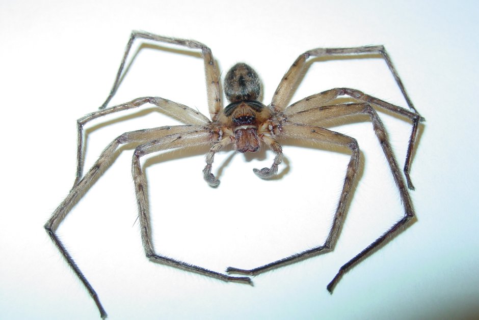 Heteropoda boiei